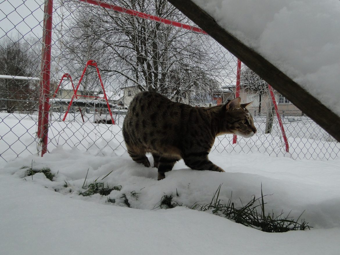 Pourquoi les chats Savannah F1 sont-ils si chers ?