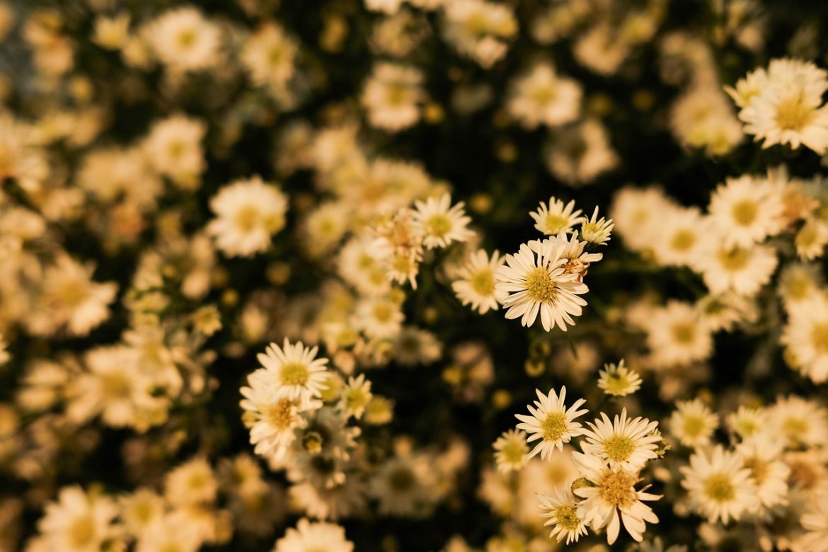 Comment démarrer un jardin de fleurs ?