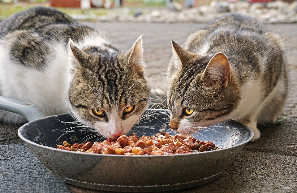 Offrir une nourriture PERSONNALISÉE à son chat